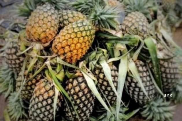 At 3 26 mn pineapple exports record near 100 growth