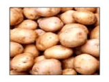 Prisoners produce 15 tons potatoes.