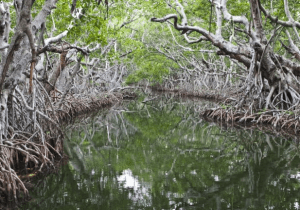 Climate change causing mangroves to grow in Florida