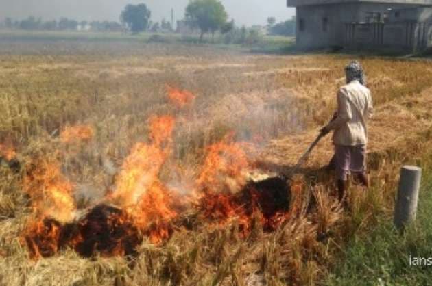 UP farmers move from stubble burning to mushroom cultivation