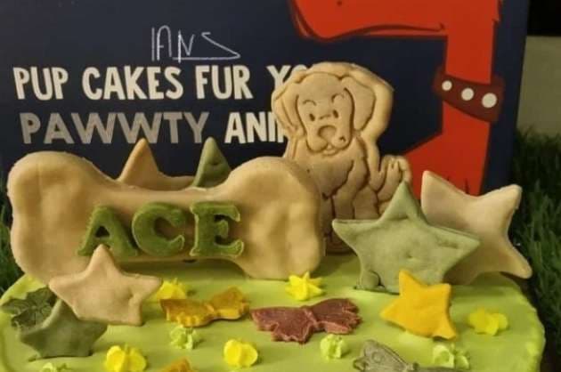 5 Places to Surprise Your Furry Friends with Treats