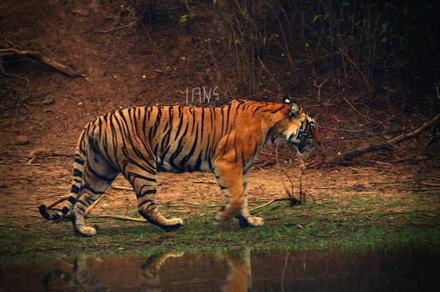 MP s tiger Pancham will now roar in India s biggest zoo in Jamnagar