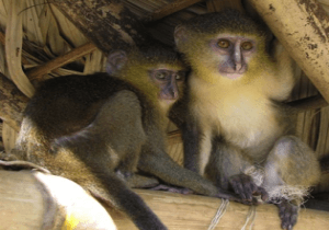 Five new monkey species discovered
