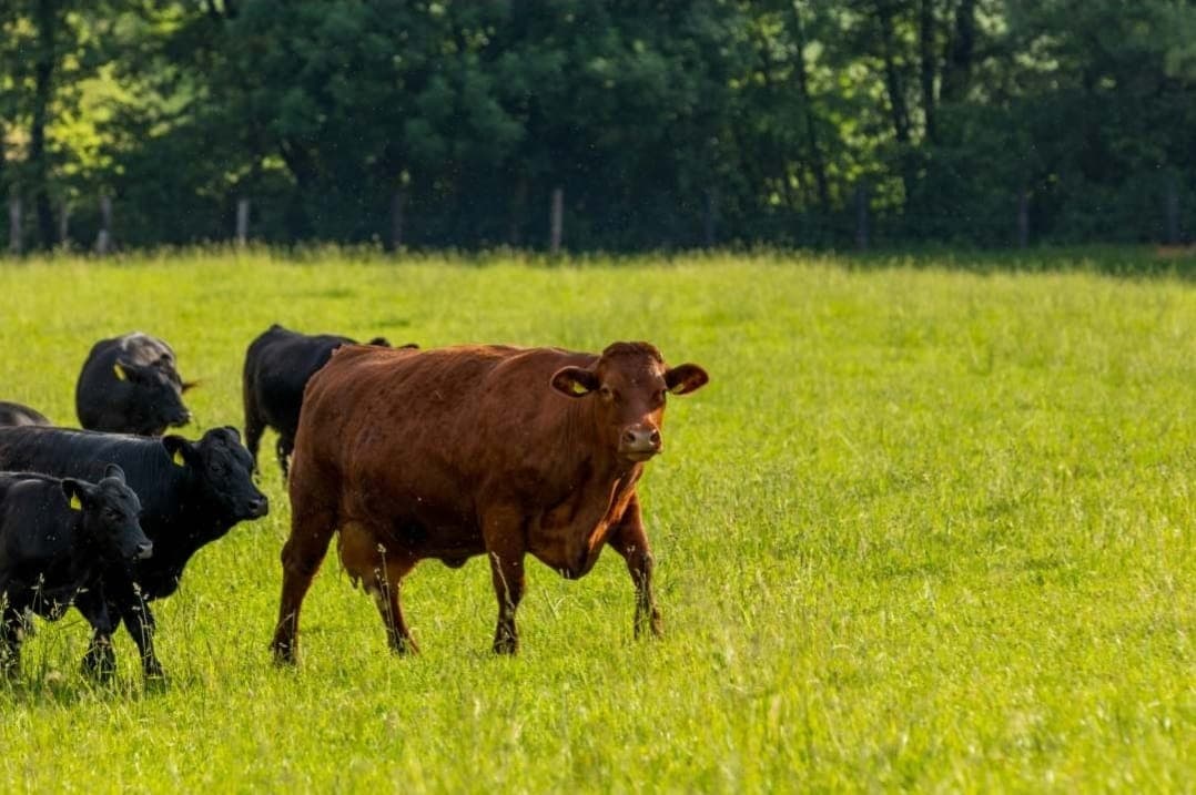 Denmark to Charge Carbon Tax on Cows and Pigs