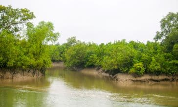 Security Agencies Identify 13 Islands in West Bengal’s Sunderbans Used by Bangladeshi Infiltrators to Enter India