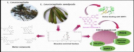 Medicinal Plant Subabul May Aid in Diabetes Control: IASST Study