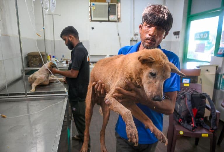Supreme Court Modifies Earlier Directions On Stray Dogs; Orders Their Release Post Sterilisation, Immunisation