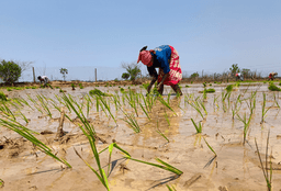 Maharashtra Urges Farmers to Delay Sowing till June 15, Monsoon Intensity to Increase After June 18