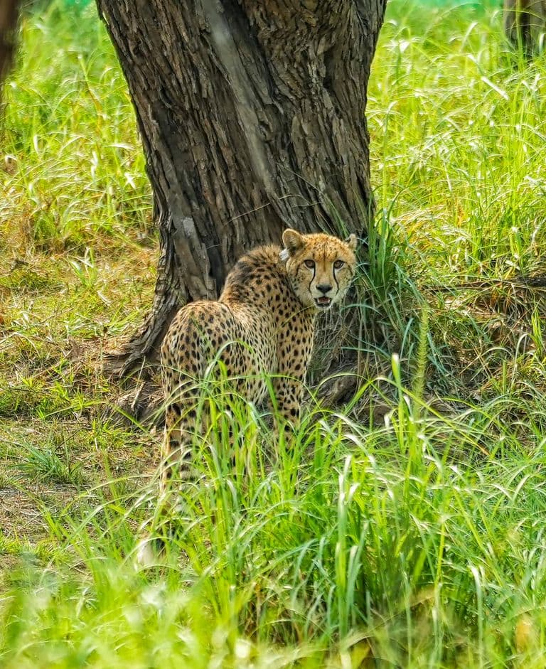 Kuno National Park Loses 27-Month-Old Female Cheetah KGP11 During Treatment