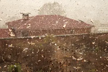 Locust outbreak  UN chief