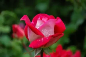 Scent of rose
