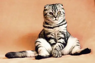 Is your pet obese