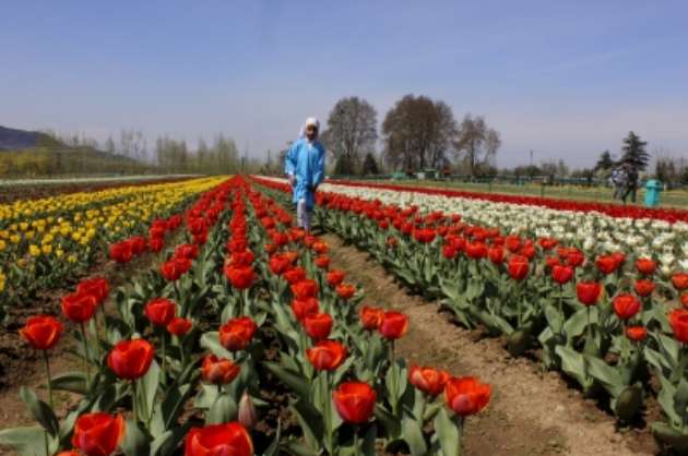 Sunshine greets visitors as Srinagar throws open Tulip Garden