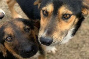 Dog sacrifices life to save owner from snake