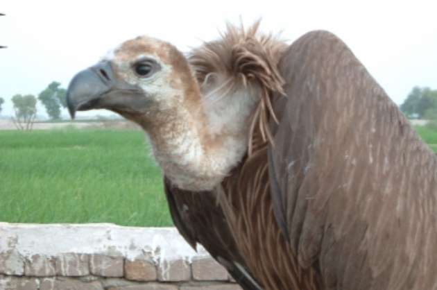 India s plan ensures vultures rule skies once again