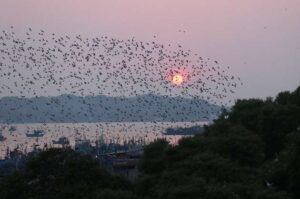 India witnesses surge in bird population amid lockdown