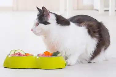 How to choose right food