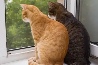 Cats could be banned from