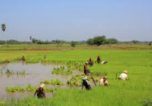 India and Bangladesh need to formalize bilateral trade in rice seeds to stem illegal supply chain: C