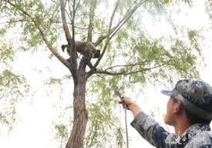 China’s air force creates a battalion of monkeys