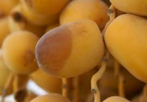 Mumbai: FDA destroys artificially ripened mangoes worth Rs 2crore