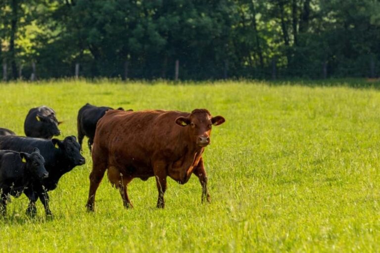 Denmark to Charge Carbon Tax on Cows and Pigs