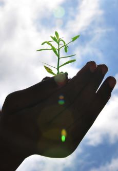 Massive Tree Plantation Drive to be Launched by Defence Ministry Next Month on Independence Day