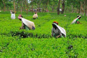 Plans to Promote Tourism at Assam Tea Gardens