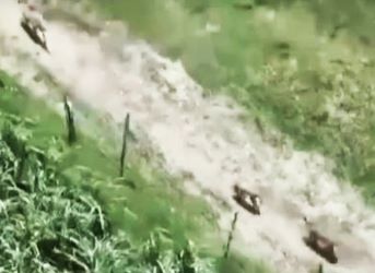 Wolf Attacks Continue Unabated in Bahraich; Death Toll Touches 8; Latest Victims Include Toddler and Elderly Woman