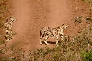 Kuno Cheetahs to Soon Roam in Rajasthan via Proposed Wildlife Corridor