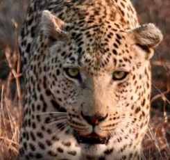Leopard Sighting on Alipiri Walkway in Tirupati Sends Panic Among Devotees