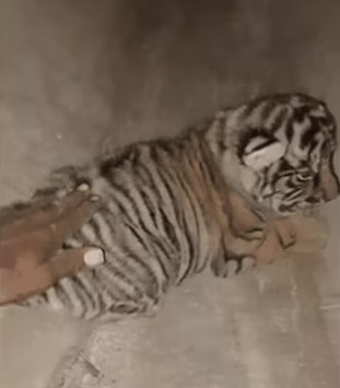 FIR Filed After Man Touches Tiger Cubs at Rajasthan's Ranthambore National Park