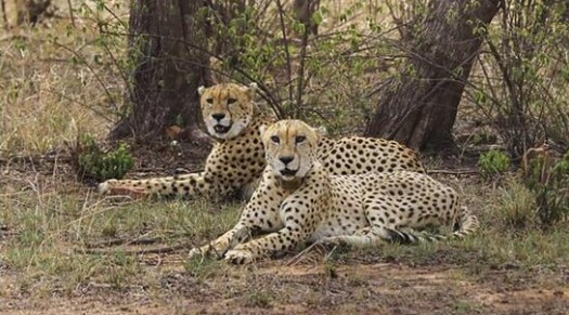 'Uninhibited And  Unchained': Jwala's 130-KM Dash Puts India’s Wildlife Corridor to Test