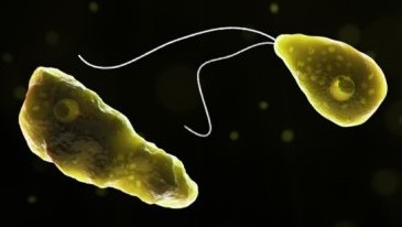  Know All About Brain-Eating Amoeba Infection That Claimed 19 Lives in Kerala