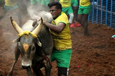 Tamil Nadu Clears First Jallikattu Event of 2026 at Pudukkottai Village