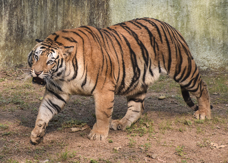 Forest Department Intensifies Hunt for Tiger Near Rajahmundry as It Strays Close to Habitations