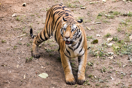 Tiger Attack Claims Life of Another Fisherman in West Bengal’s Sundarbans