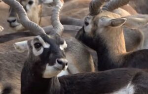 PM Modi Highlights Blackbuck Comeback in Chhattisgarh, Credits Community Efforts to Reduce Human-Elephant Conflict