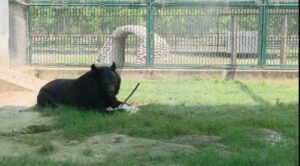 Gorakhpur Zoo: Animals Get AC, Coolers & Special Diet | UP Heatwave