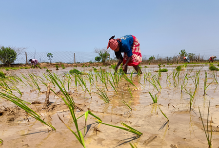 Maharashtra Urges Farmers to Delay Sowing till June 15, Monsoon Intensity to Increase After June 18